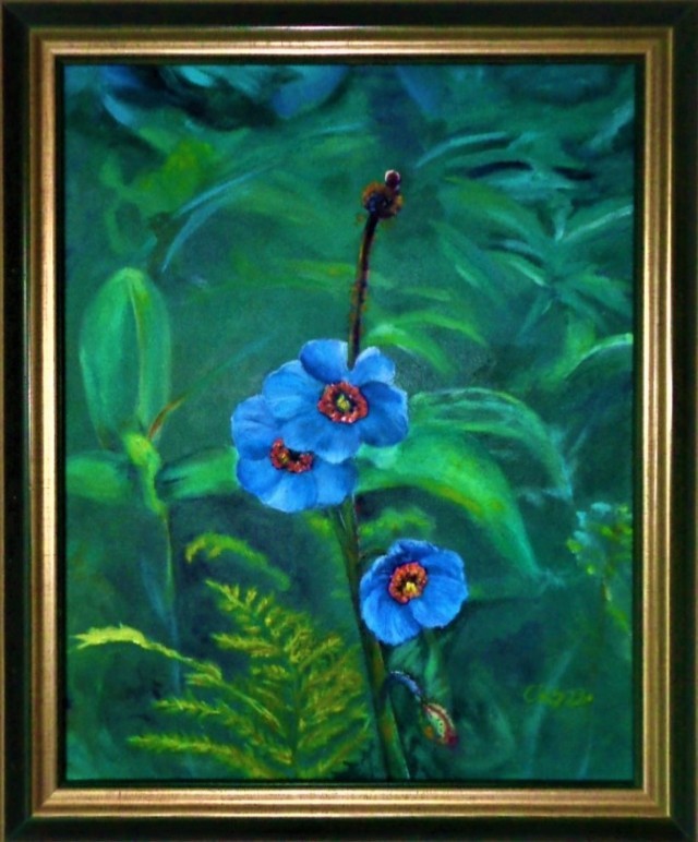 Tibetan blue poppy 2022