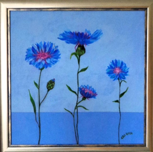 Cornflowers 2024