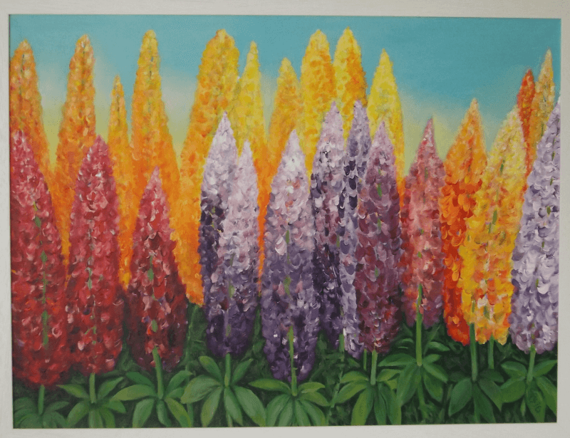 Show of Lupins in Chelsea 2016