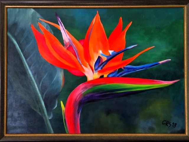 Bird of paradise flower 2018